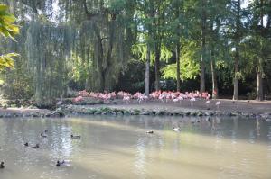 Flamant rose