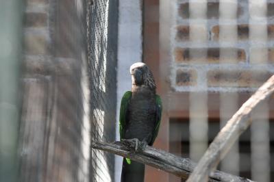 Perroquet maillé - 2014