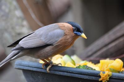 Étourneau des pagodes - 2014
