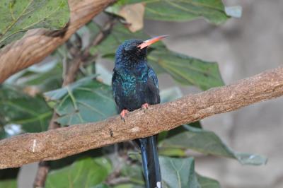 Moqueur africain - 2014