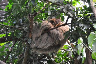 Paresseux à deux doigts - 2014