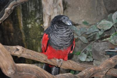 Perroquet de Pesquet - 2014