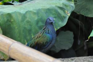 Pigeon de Nicobar