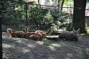Sitatunga