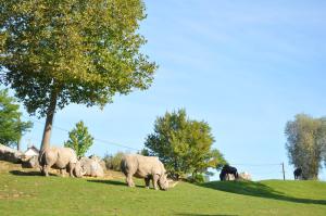 Rhinocéros blanc