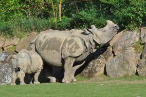Rhinocéros indien