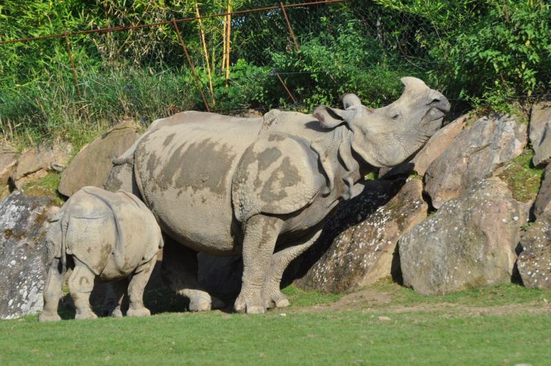 Rhinocéros indien