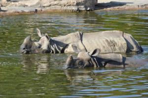 Rhinocéros indien