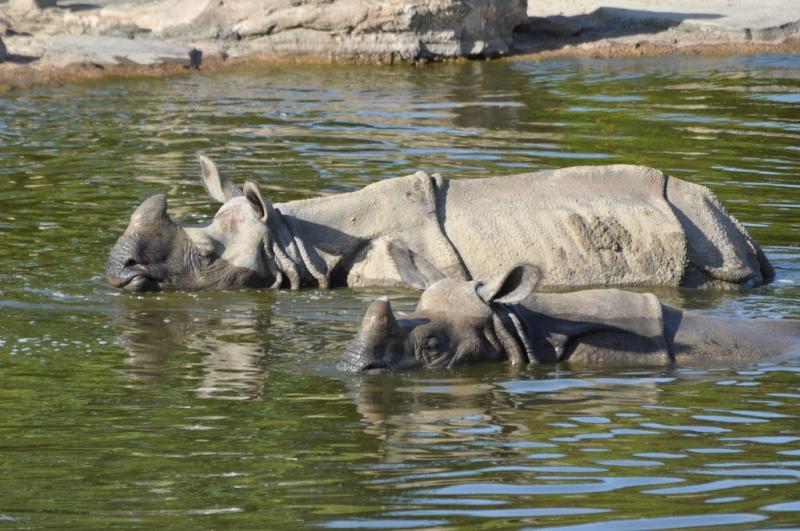 Rhinocéros indien