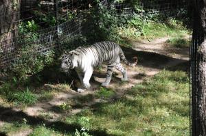 Tigre blanc