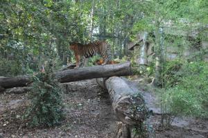 Tigre de Sumatra