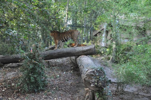 25 Tigre de Sumatra
