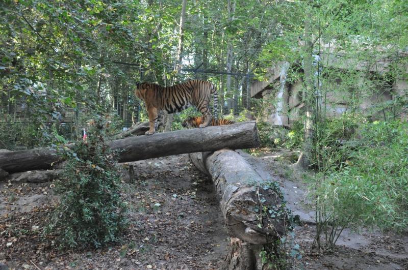 Tigre de Sumatra