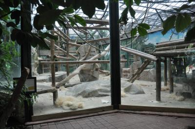 Gorille - Patas - 2014