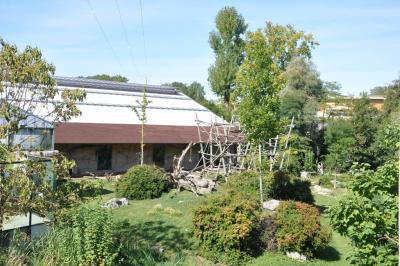 Gorille - Patas - 2014