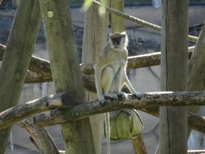 Patas