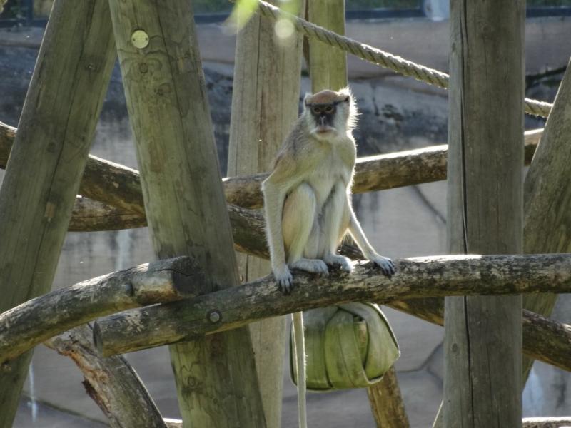 Patas