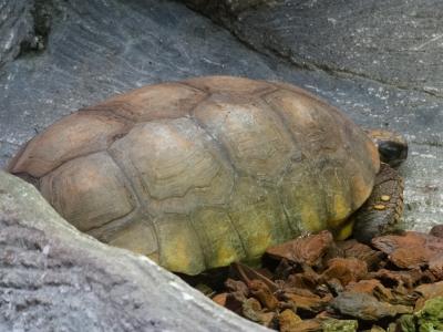 Tortue denticulée - 2014