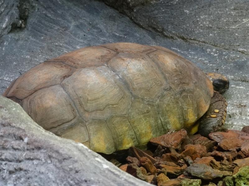 Tortue denticulée