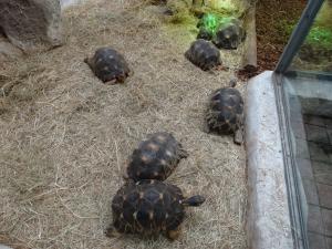 Tortue radiée