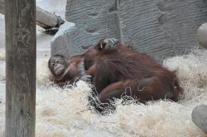 Orang-outang