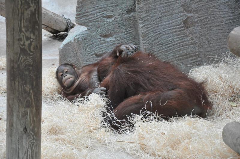 Orang-outang