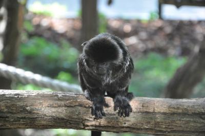 Gallimico de Goeldi - 2014