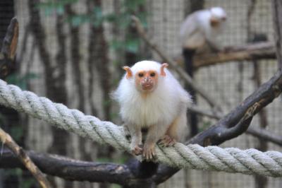 Ouistiti argenté - 2014