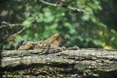 Ouistiti pygmée - 2014