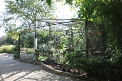 Saki à face blanche - Ouistiti pygmée - 2014