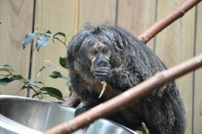 Saki à face blanche - 2014