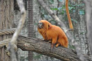 Tamarin lion doré