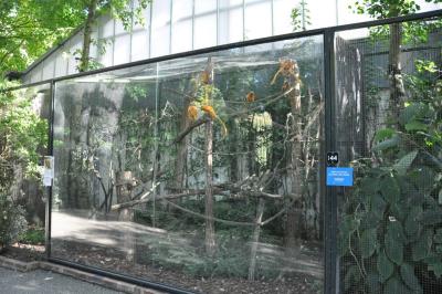 Tamarin lion doré - 2014