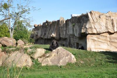 Gorille - Moustac - 2014