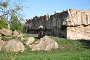 Gorille - Moustac