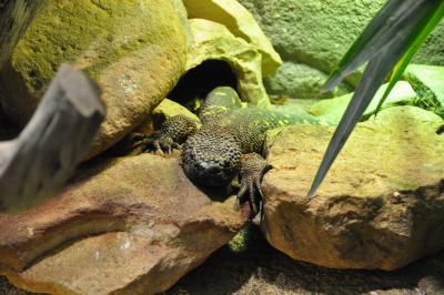 Héloderme perlé - 2014