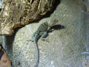 Lézard à collier