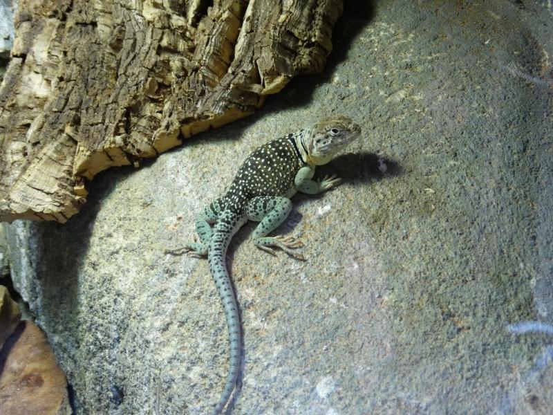 Lézard à collier