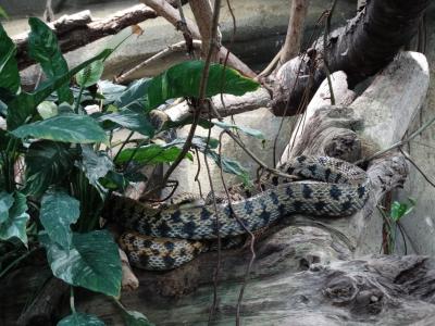 Python molure granité - 2014