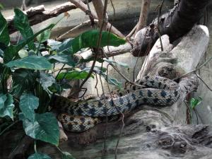 Python molure granité