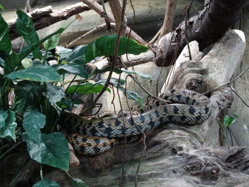Python molure granité