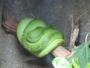 Python vert