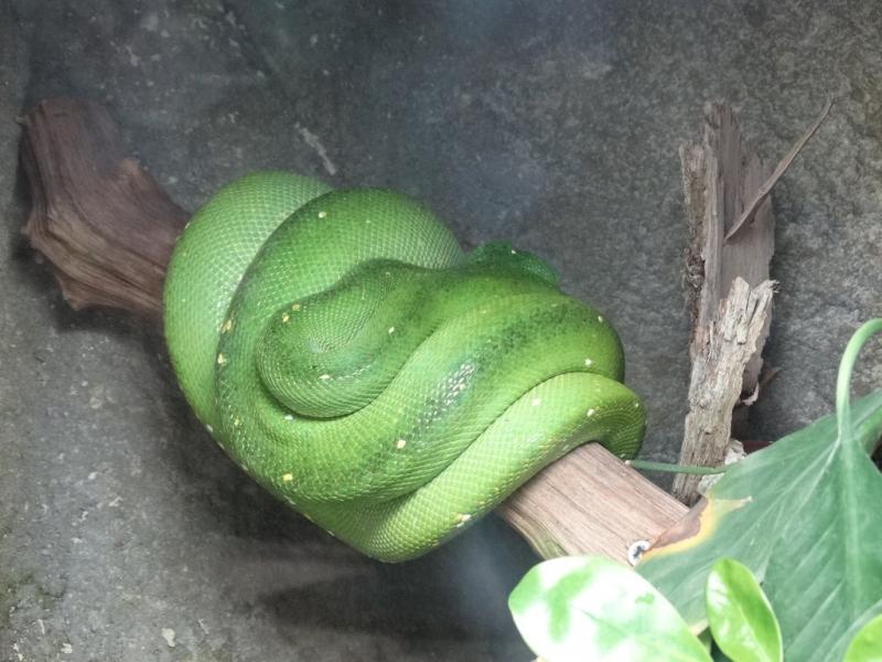 Python vert