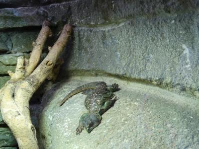 Scinque à langue bleu - 2014