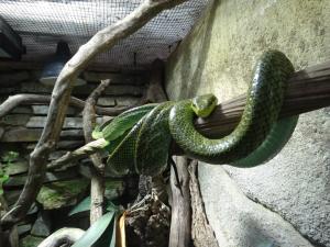 Serpent ratier des mangroves