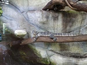 Varan d'eau malais