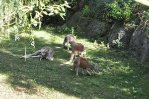 Kangourou