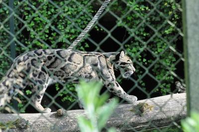 Panthère longibande - 2014