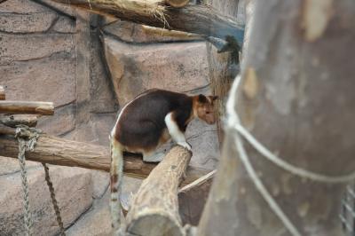 Dendrolague de Goodfellow - 2014