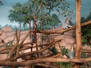 Koala